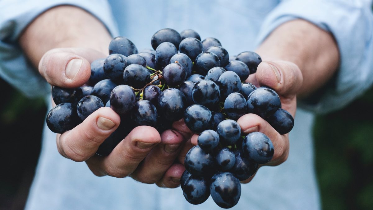 Brygga vin hemma – vad behöver du?